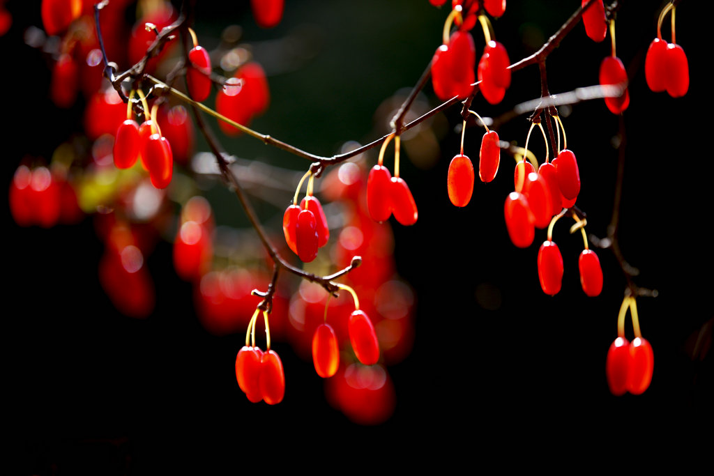 重阳节1.jpg